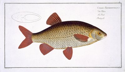 Red Carp (Cyprinus Erithrophthalmus) plate I from 